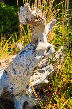 Bir ağaç kütüğünün yakın plan görüntüsü.