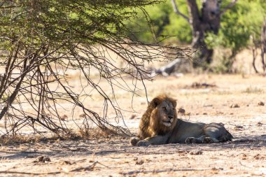 Kenya savanındaki aslan