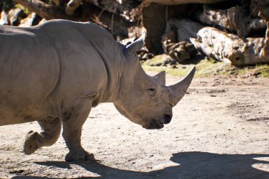 Kruger Ulusal Parkı 'ndaki beyaz bir gergedanın yakın plan fotoğrafı.
