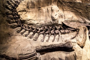 Drumheller, Canada - March 27, 2016: Royal Tyrrell Museum . The museum is famous for its palaeontology research and 130,000 fossils