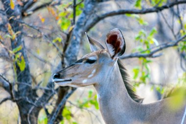 Afrika 'nın güneyindeki Kruger Ulusal Parkı' nda güzel bir Afrika antilobunun yakın çekimi.