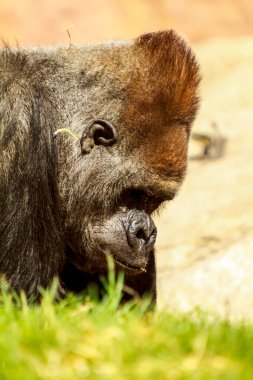 Bir boz ayıya yaklaş.