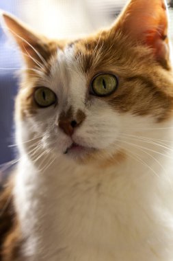 Şirin bir kedinin portresi