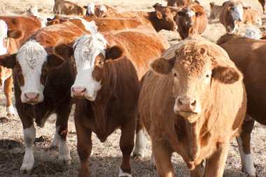 Çiftlikteki inekler