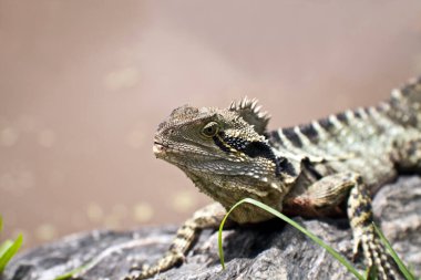 Güzel yeşil bir iguananın yakın plan portresi.