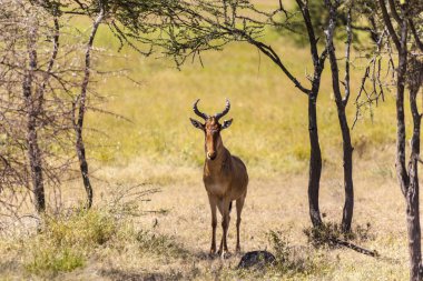 Botswana 'daki Kruger Ulusal Parkı' nda beyaz kuyruklu geyik geyiği.