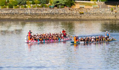 VICTORIA, CanADA - 20 AUG 17: Geleneksel Victoria Ejderha Tekne Festivali. Victoria 'nın en muhteşem yaz festivallerinden biri ve Kanada' da çalışan bir limanda gerçekleşen tek ejderha botu festivali..