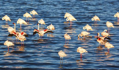 Sudaki bir kuş sürüsü.