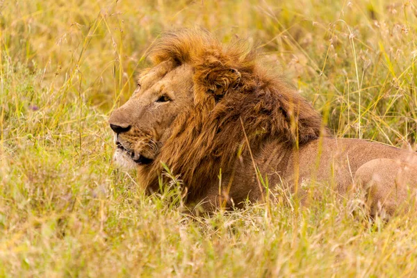 Leeuw Savanne Van Kenya — Stockfoto