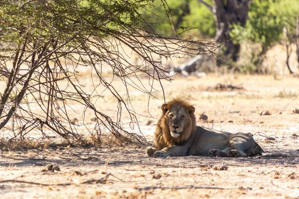 Kenya savanındaki aslan