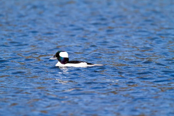 Closeup Shot Black Headed Gull Lake — Stock Photo, Image