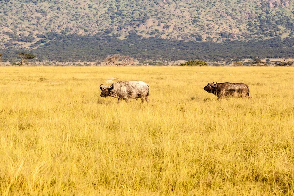 ケニアのサバンナでアフリカの水牛が — ストック写真