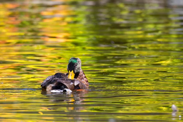 Duck Water — Stock Photo, Image