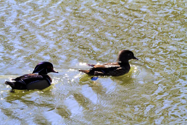 Eenden Zwemmen Het Water — Stockfoto