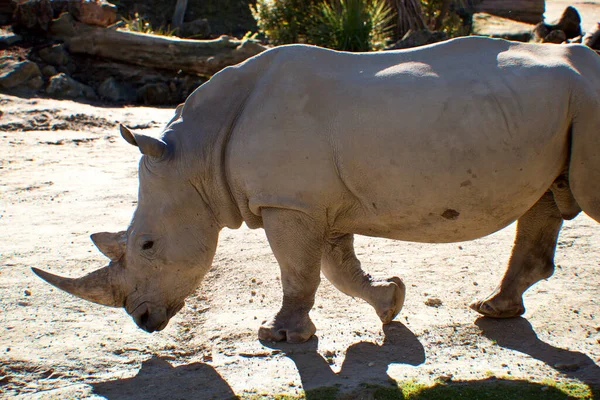 Zbliżenie Ujęcia Białego Nosorożca Parku Narodowym Kruger — Zdjęcie stockowe