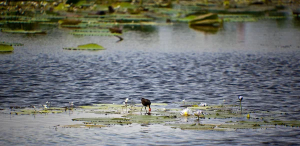 Een Vogel Het Meer — Stockfoto