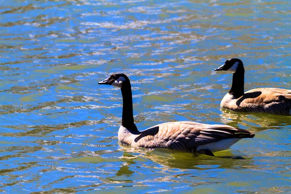Pair Ducks Swimming Lake — Stock Photo, Image