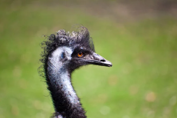 Portrait Ostrich Head — Stock Photo, Image
