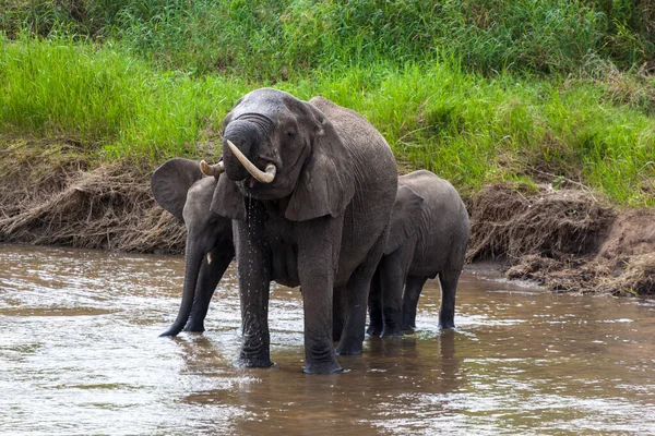 elephant in the water