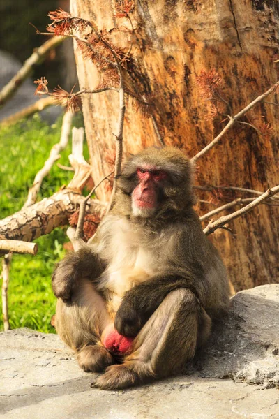 Uma Foto Close Macaco Macaco Bonito — Fotografia de Stock