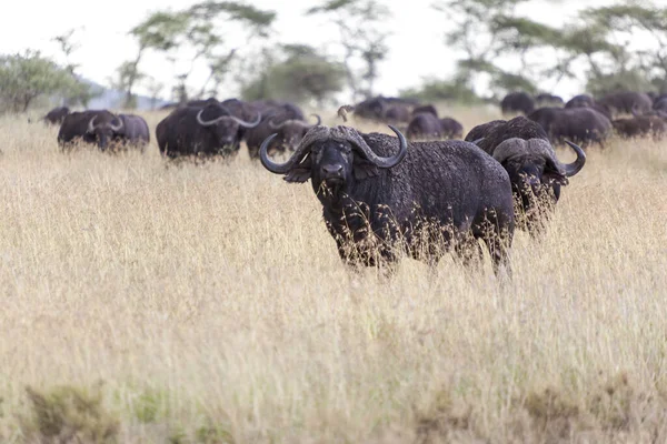 Flock Vilda Djur Savannen Kenya — Stockfoto