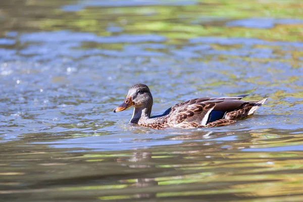 湖上的野鸭 — 图库照片