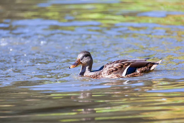 Canard Colvert Sur Lac — Photo