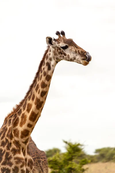 Girafa Cabeça Girafa Camelopardalis Fauna Animal Mamífero — Fotografia de Stock