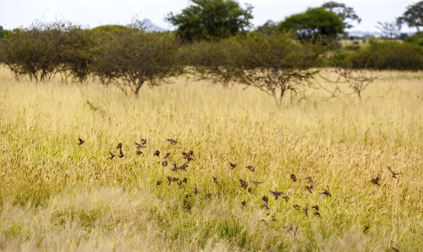 Closeup Shot Wild African Ostrich Savannah — Stock Photo, Image
