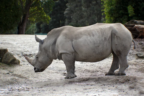 Een Grote Neushoorn Eet Een Groot Stuk Van Een Neushoorn — Stockfoto