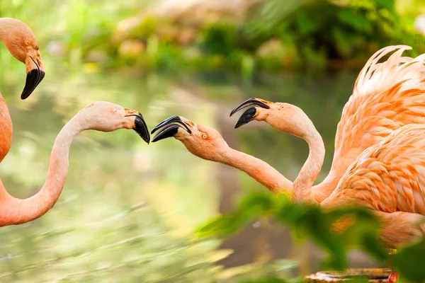Grupa Dzikich Flamingów Wodzie — Zdjęcie stockowe