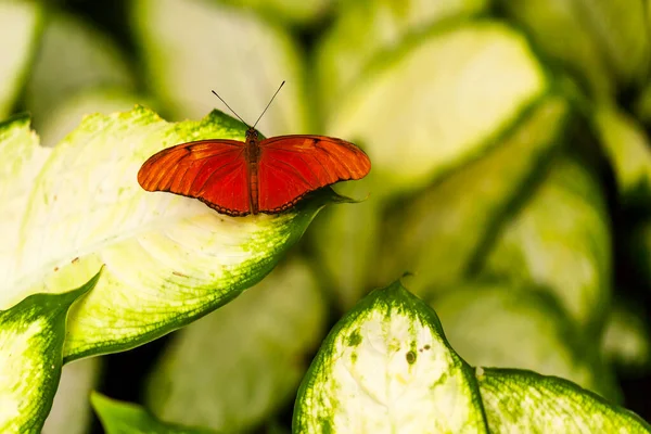 Mariposa Una Flor — Foto de Stock