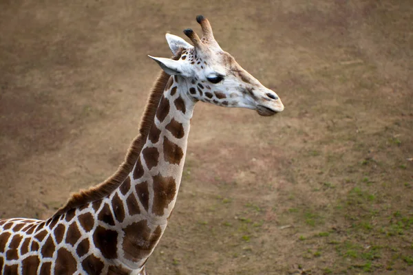 Portrait Tête Girafe Faune — Photo