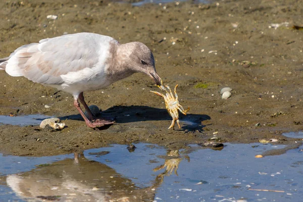 Een Meeuw Het Water — Stockfoto