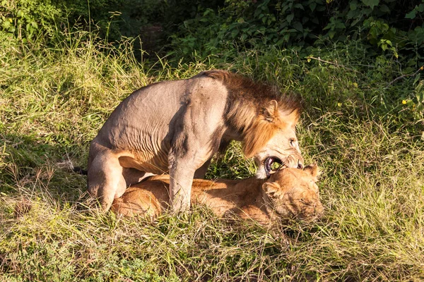 Egy Oroszlán Fekszik Fűben Kenya Szavannájában — Stock Fotó