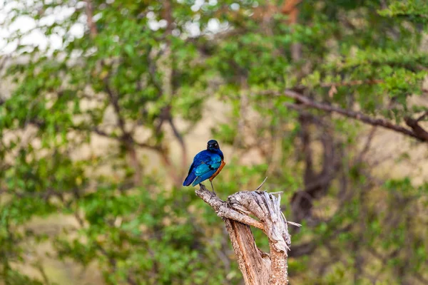 Pavo Real Cola Azul Está Sentado Una Rama Árbol — Foto de Stock