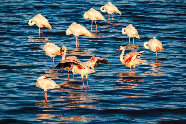 Flamingi Wodzie — Zdjęcie stockowe