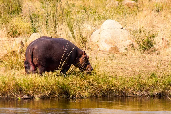 Elefante Água Rio Parque Nacional Chobe Botswana — Fotografia de Stock