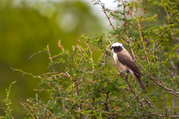 Uccello Ramo Albero Nella Foresta — Foto Stock