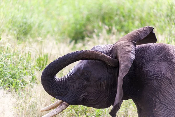 Elefante Sabana — Foto de Stock