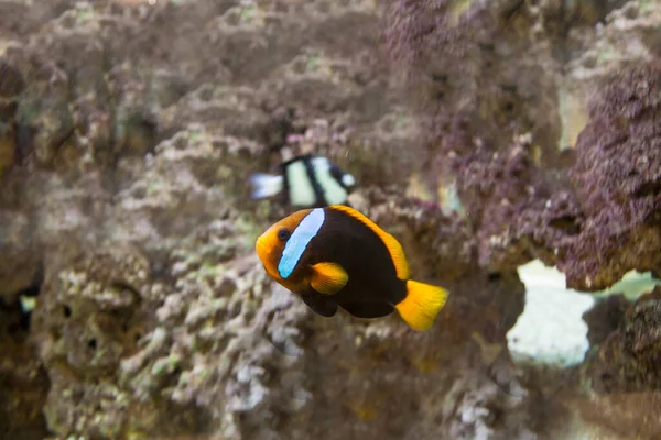 Beaux Poissons Mer Dans Aquarium — Photo