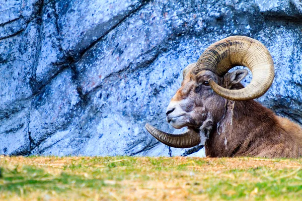 Alce Macho Las Montañas — Foto de Stock