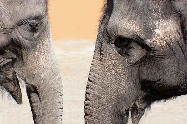 Gros Plan Groupe Éléphants Africains — Photo