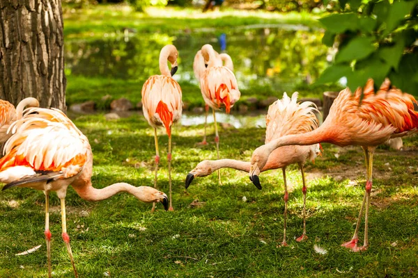 Groupe Beaux Flamants Roses Dans Parc — Photo