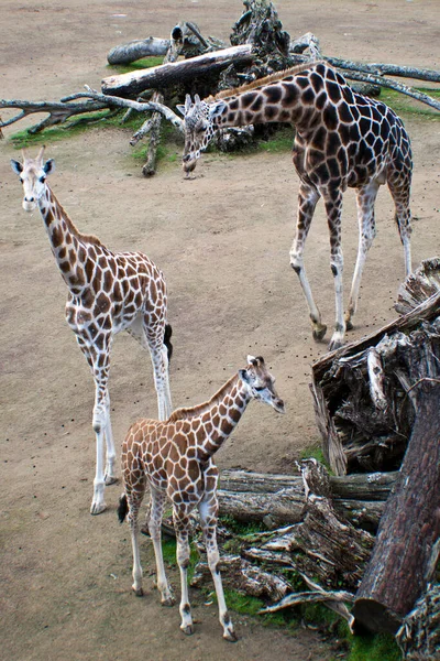 Groupe Trois Girafes Zoo — Photo