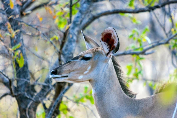 Gros Plan Une Belle Antilope Africaine Dans Parc National Kruger — Photo