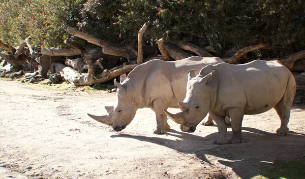 Een Groep Olifanten Dierentuin — Stockfoto