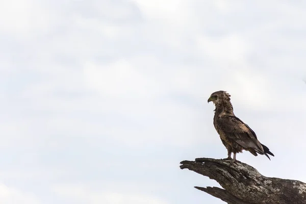 Bird Sky — Stock Photo, Image