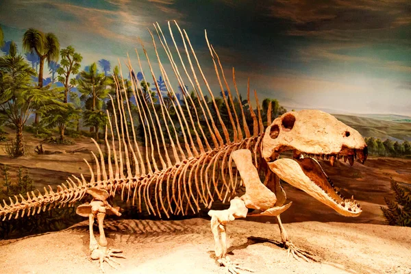 Dinozor Iskeleti Hayvan Vahşi Yaşam Fauna Flora Doğa Hayvanlar Sürüngen — Stok fotoğraf