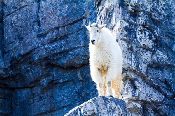 山里的山羊 — 图库照片